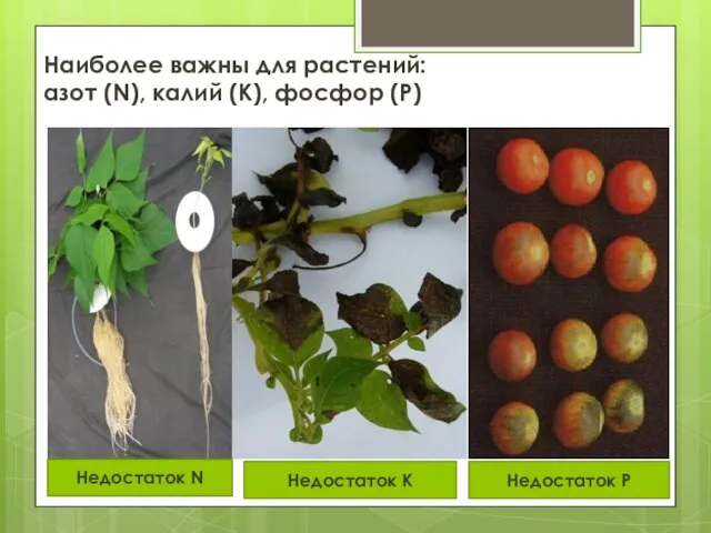 Наиболее важны для растений: азот (N), калий (К), фосфор (P) Недостаток N Недостаток К Недостаток Р