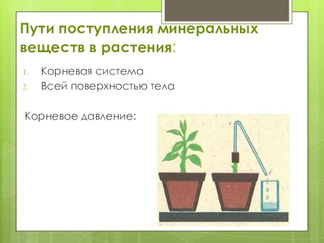 Пути поступления минеральных веществ в растения: Корневая система Всей поверхностью тела Корневое давление: