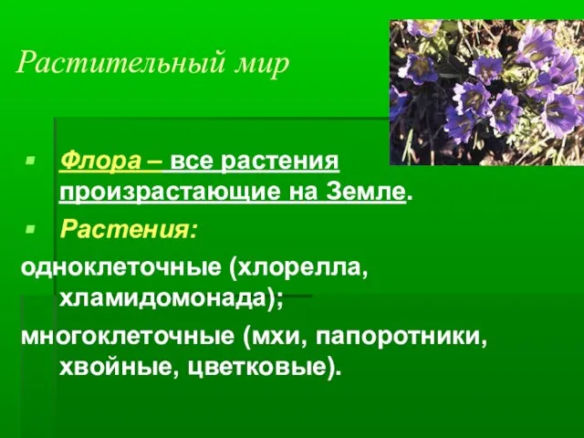 Растительный мир Флора – все растения произрастающие на Земле. Растения: одноклеточные (хлорелла,