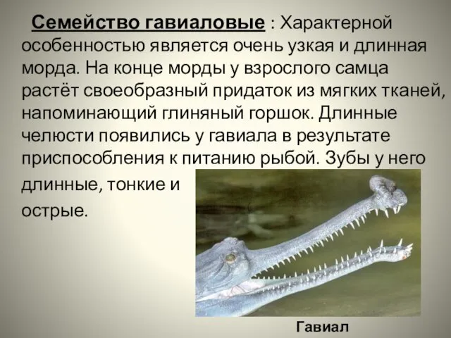 Семейство гавиаловые : Характерной особенностью является очень узкая и длинная морда. На