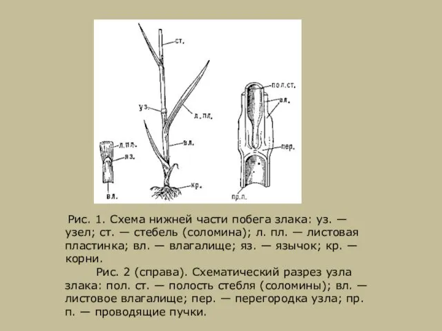 Рис. 1. Схема нижней части побега злака: уз. — узел; ст. —