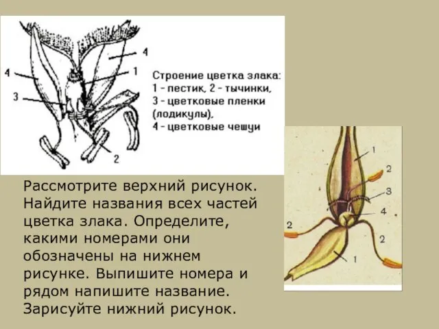 Рассмотрите верхний рисунок. Найдите названия всех частей цветка злака. Определите, какими номерами