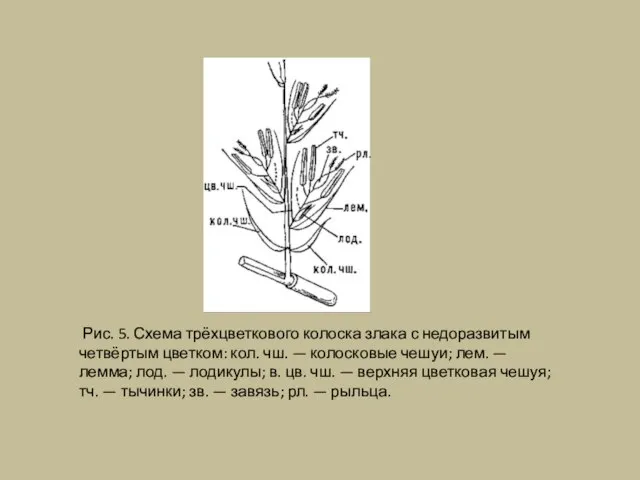 Рис. 5. Схема трёхцветкового колоска злака с недоразвитым четвёртым цветком: кол. чш.