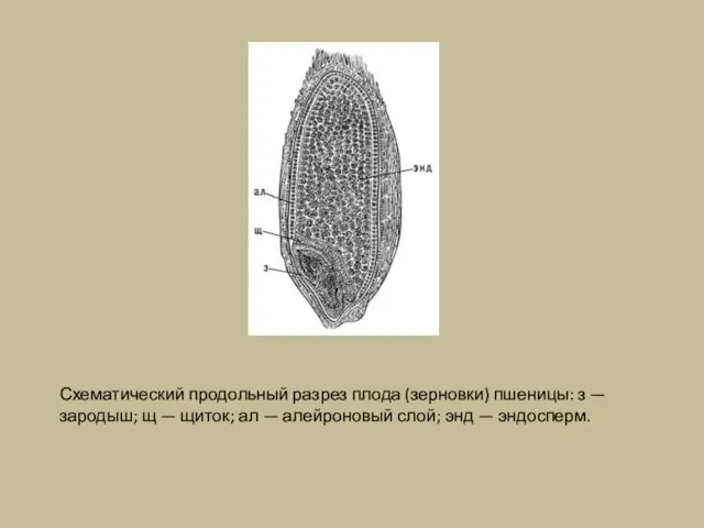 Схематический продольный разрез плода (зерновки) пшеницы: з — зародыш; щ — щиток;