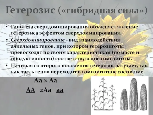 Гетерозис («гибридная сила») Гипотеза сверхдоминирования объясняет явление гетерозиса эффектом сверхдоминирования. Сверхдоминирование -