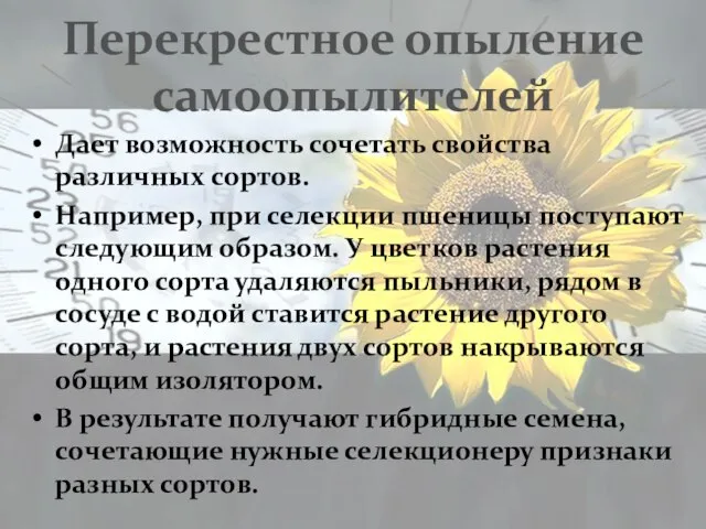 Перекрестное опыление самоопылителей Дает возможность сочетать свойства различных сортов. Например, при селекции