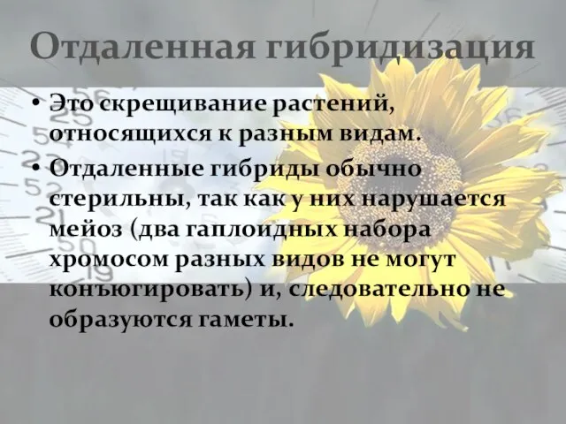 Отдаленная гибридизация Это скрещивание растений, относящихся к разным видам. Отдаленные гибриды обычно