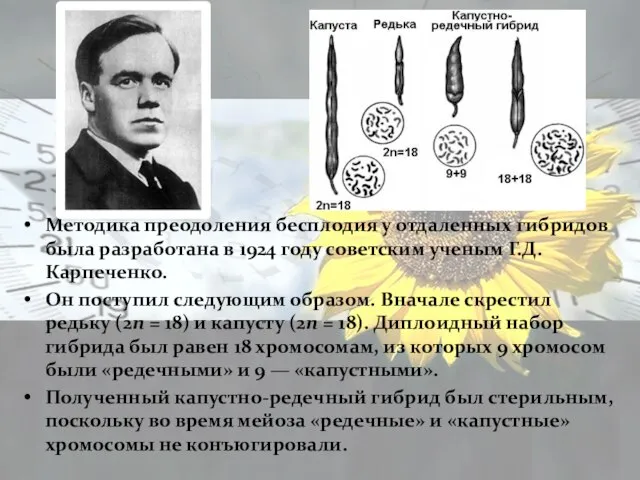 Методика преодоления бесплодия у отдаленных гибридов была разработана в 1924 году советским