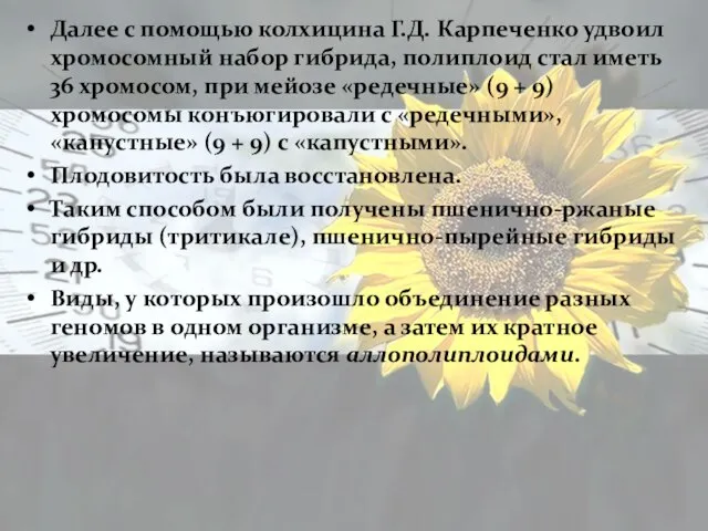 Далее с помощью колхицина Г.Д. Карпеченко удвоил хромосомный набор гибрида, полиплоид стал