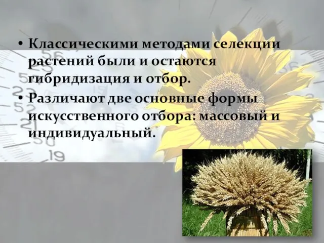 Классическими методами селекции растений были и остаются гибридизация и отбор. Различают две