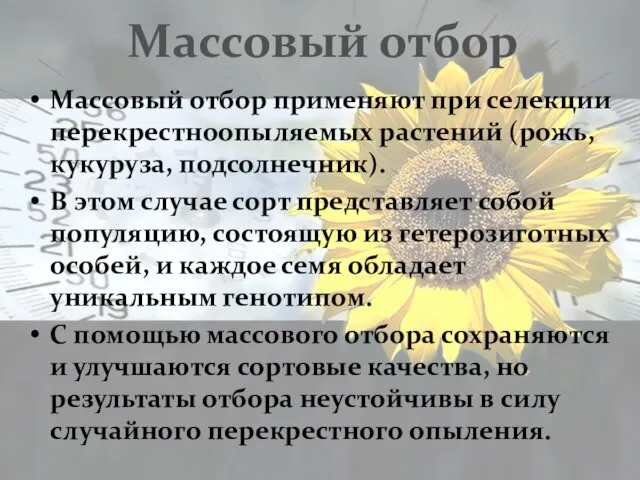 Массовый отбор Массовый отбор применяют при селекции перекрестноопыляемых растений (рожь, кукуруза, подсолнечник).