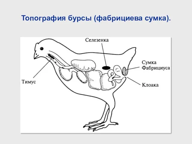 Топография бурсы (фабрициева сумка).