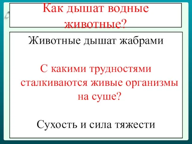 Как дышат водные животные? Животные дышат жабрами С какими трудностями сталкиваются живые