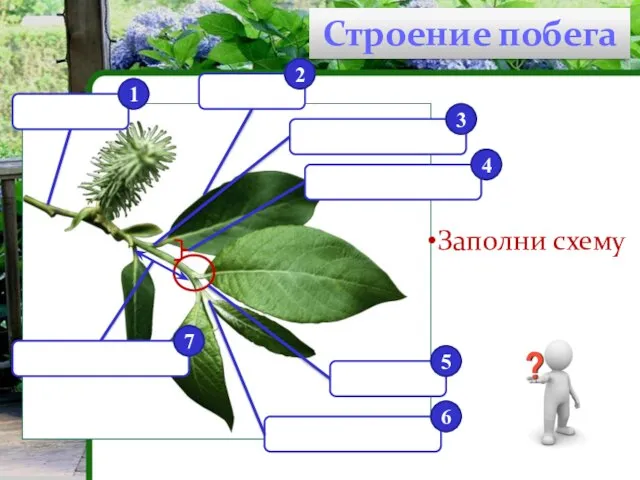 Строение побега 1 2 3 4 5 6 7 Заполни схему