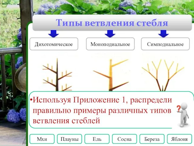 Типы ветвления стебля Дихотомическое Моноподиальное Симподиальное Мхи Плауны Ель Сосна Береза Яблоня