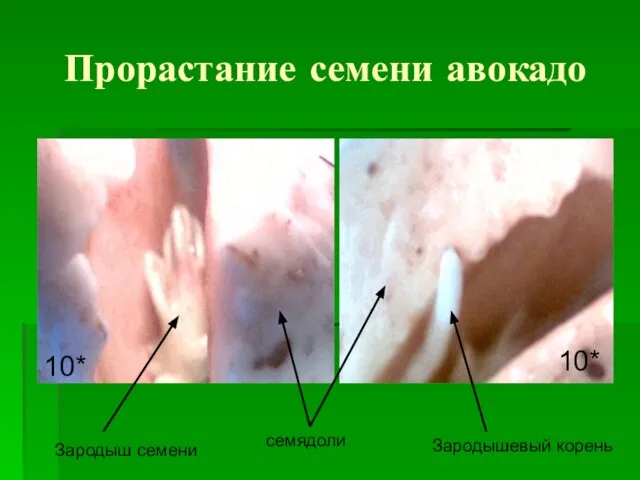 Прорастание семени авокадо Зародыш семени семядоли Зародышевый корень 10* 10*