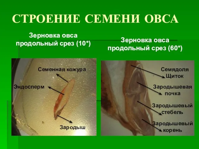 СТРОЕНИЕ СЕМЕНИ ОВСА Зерновка овса продольный срез (10*) Зерновка овса продольный срез