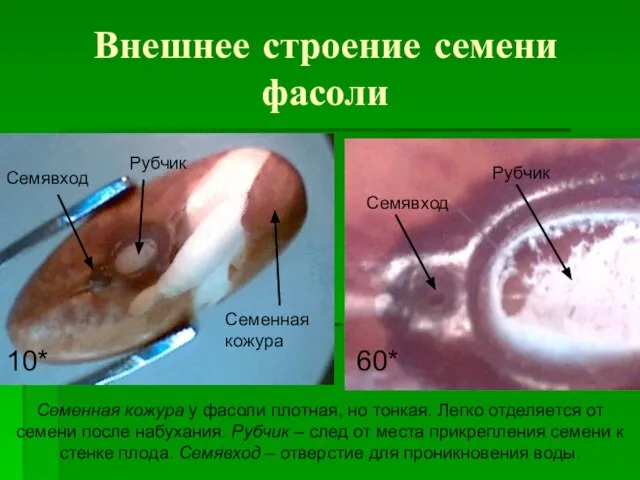 Внешнее строение семени фасоли Семенная кожура Семявход Рубчик 10* Семявход Рубчик 60*