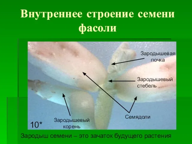 Внутреннее строение семени фасоли 10* Семядоли Зародышевый корень Зародышевая почка Зародышевый стебель