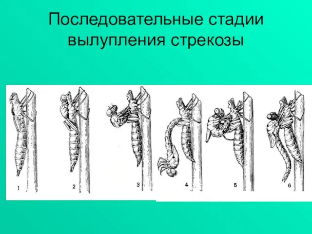 Последовательные стадии вылупления стрекозы