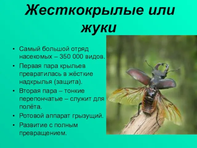 Жесткокрылые или жуки Самый большой отряд насекомых – 350 000 видов. Первая