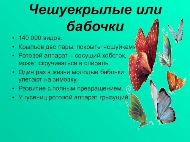 Чешуекрылые или бабочки 140 000 видов. Крыльев две пары, покрыты чешуйками. Ротовой
