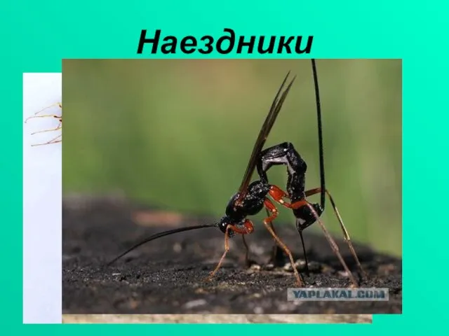 Наездники