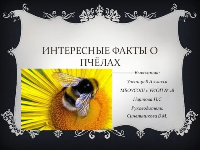 Презентация на тему Интересные исторические факты о пчелах