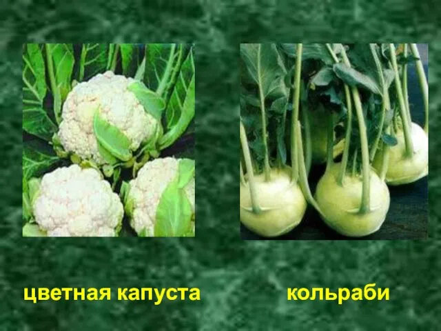 цветная капуста кольраби