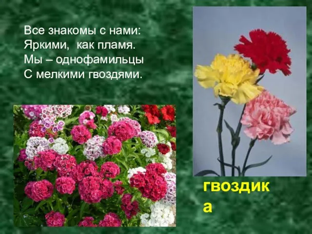 Все знакомы с нами: Яркими, как пламя. Мы – однофамильцы С мелкими гвоздями. гвоздика