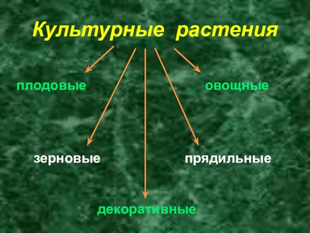 Культурные растения плодовые овощные зерновые прядильные декоративные