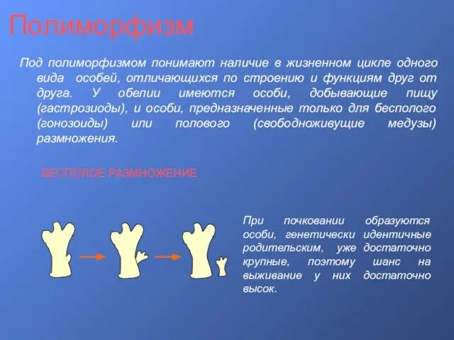 Полиморфизм Под полиморфизмом понимают наличие в жизненном цикле одного вида особей, отличающихся