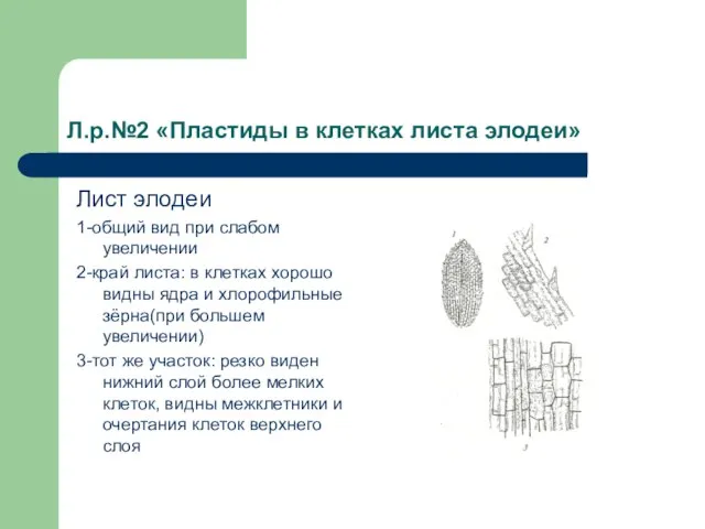 Л.р.№2 «Пластиды в клетках листа элодеи» Лист элодеи 1-общий вид при слабом