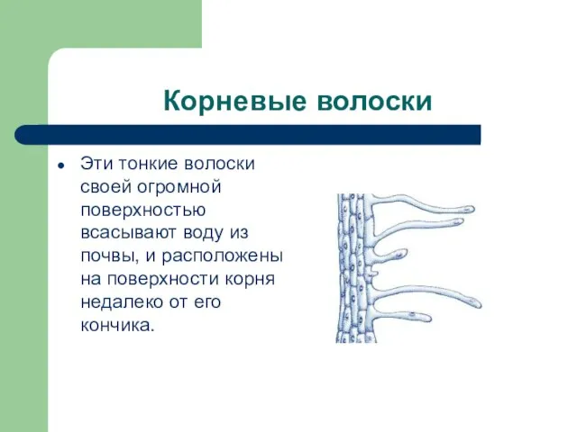 Корневые волоски Эти тонкие волоски своей огромной поверхностью всасывают воду из почвы,