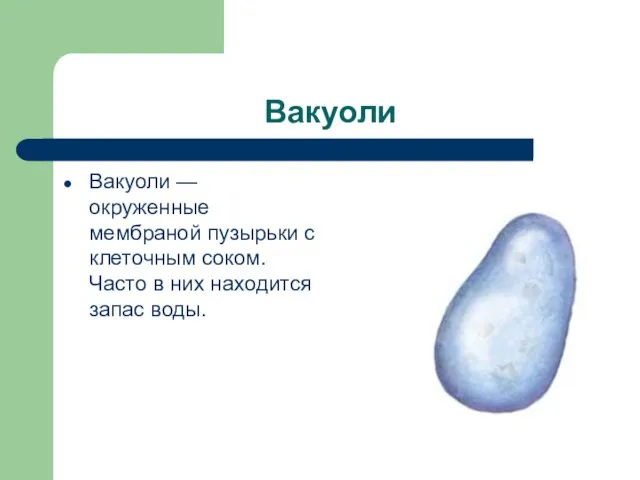 Вакуоли Вакуоли — окруженные мембраной пузырьки с клеточным соком. Часто в них находится запас воды.