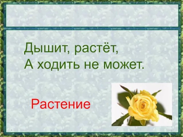 * Дышит, растёт, А ходить не может. Растение