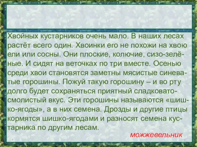 * Хвойных кустарников очень мало. В наших лесах растёт всего один. Хвоинки