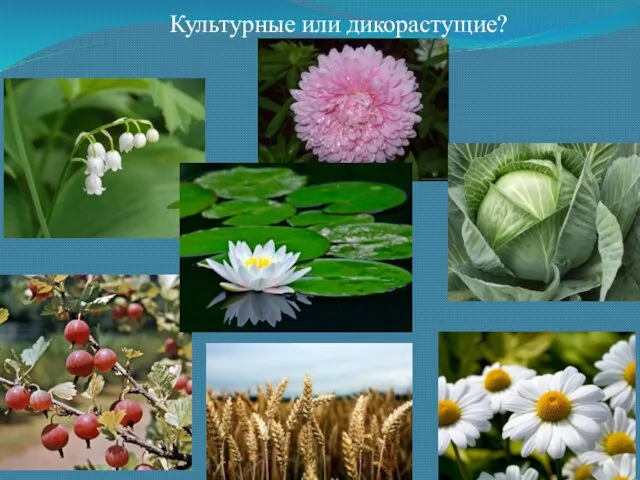 Культурные или дикорастущие?