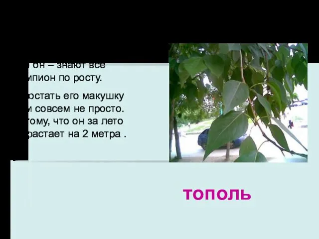 Это он – знают все Чемпион по росту. И достать его макушку