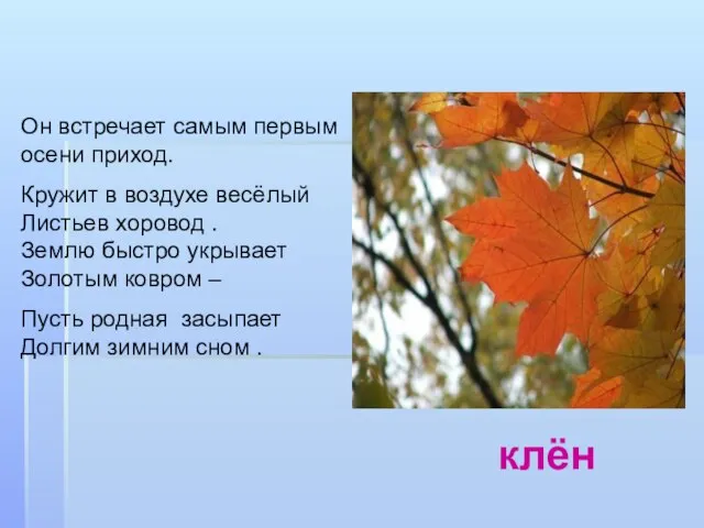 Он встречает самым первым осени приход. Кружит в воздухе весёлый Листьев хоровод