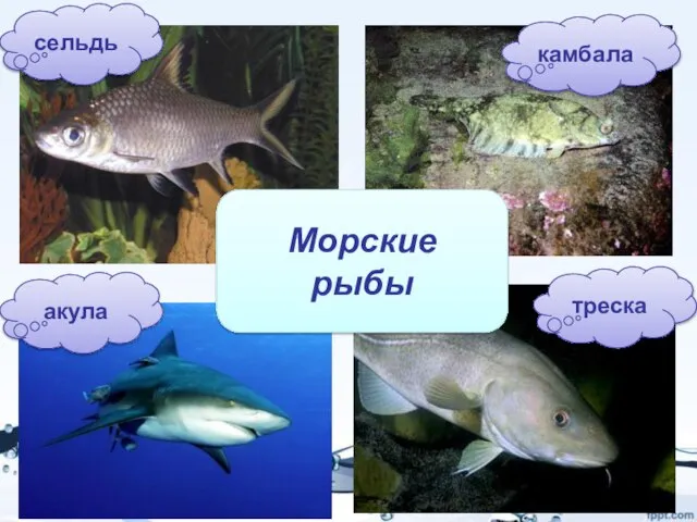 сельдь акула треска камбала Морские рыбы