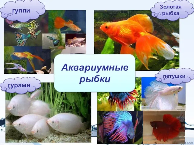 гуппи петушки гурами Золотая рыбка Аквариумные рыбки