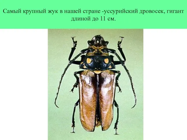 Самый крупный жук в нашей стране -уссурийский дровосек, гигант длиной до 11 см.