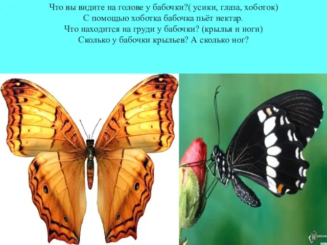 Что вы видите на голове у бабочки?( усики, глаза, хоботок) С помощью