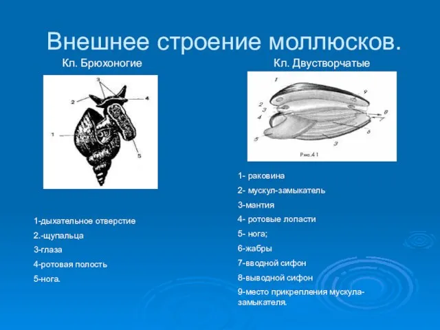 Внешнее строение моллюсков. 1-дыхательное отверстие 2.-щупальца 3-глаза 4-ротовая полость 5-нога. 1- раковина