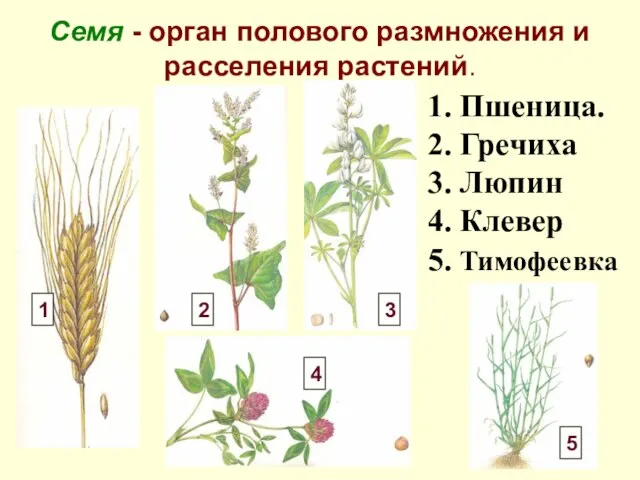 Семя - орган полового размножения и расселения растений. 1. Пшеница. 2. Гречиха