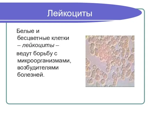 Лейкоциты Белые и бесцветные клетки – лейкоциты – ведут борьбу с микроорганизмами, возбудителями болезней.