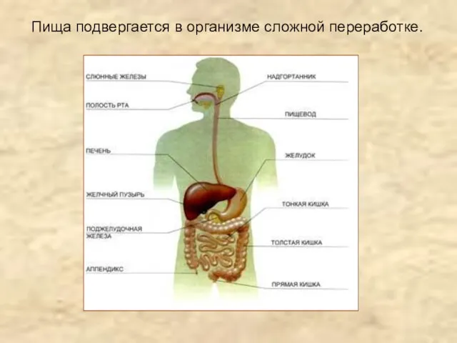 Пища подвергается в организме сложной переработке.