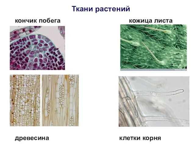 Ткани растений кончик побега кожица листа древесина клетки корня