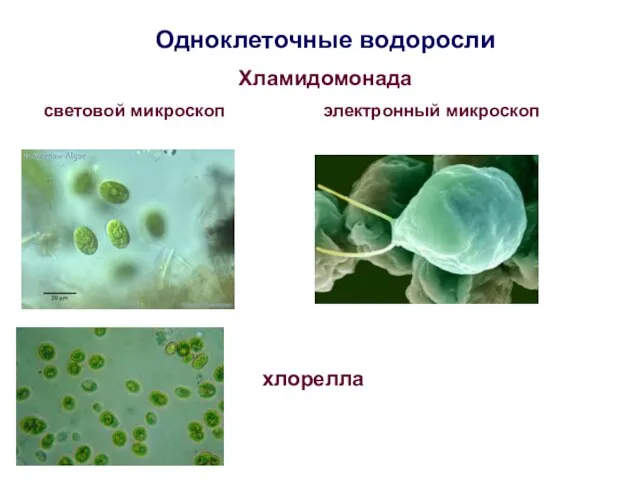 Одноклеточные водоросли Хламидомонада световой микроскоп электронный микроскоп хлорелла
